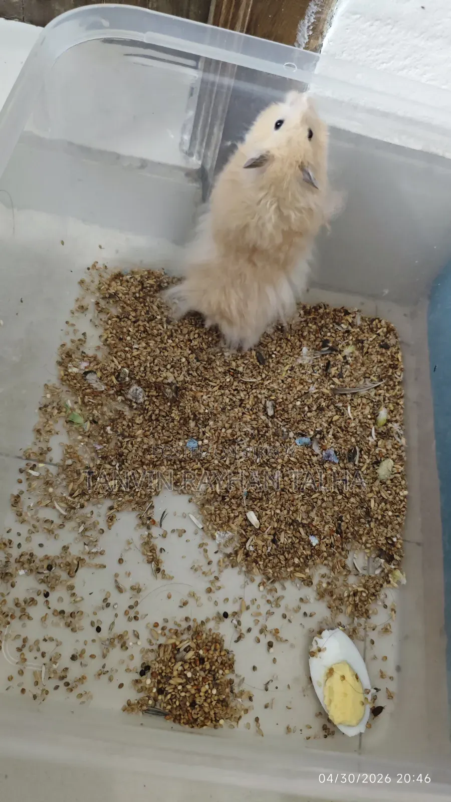 Take My Hamster