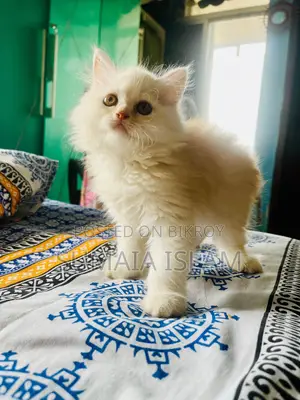 Traditional Persian Kitten