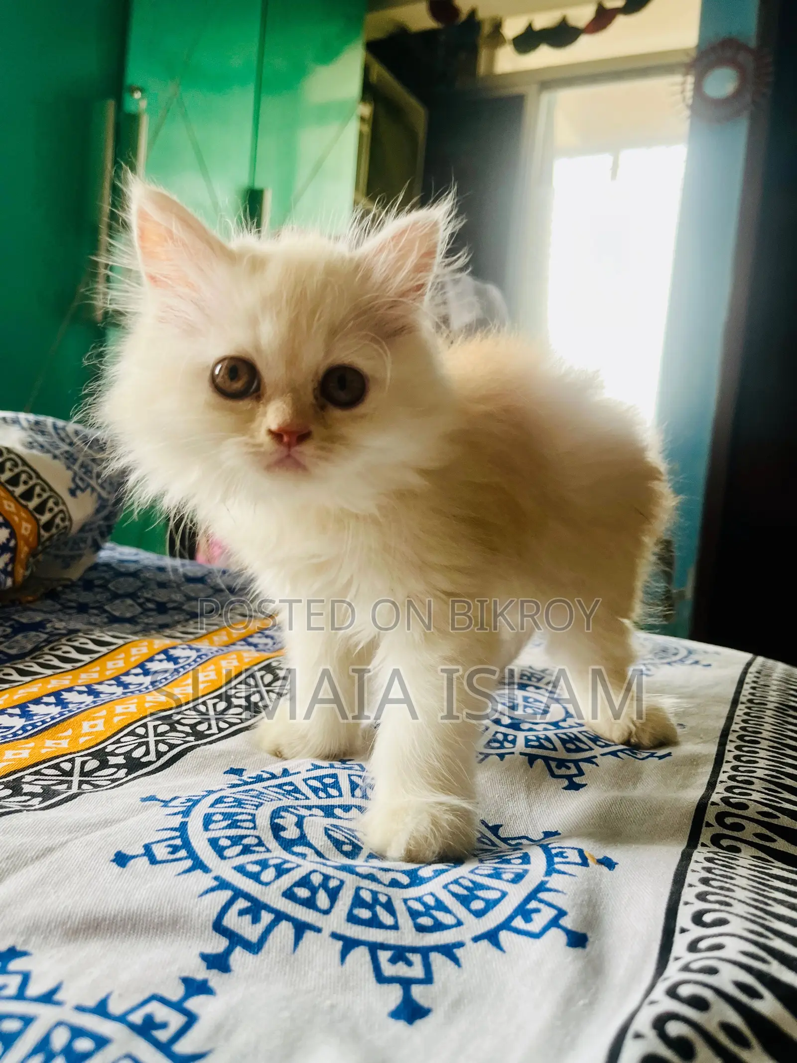 Traditional Persian Kitten
