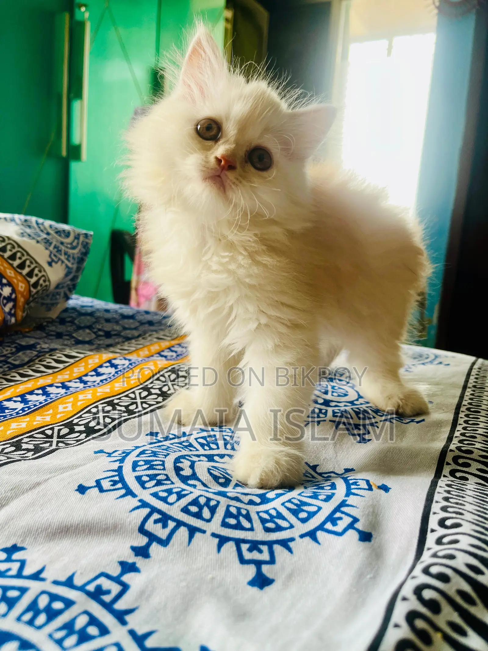 Traditional Persian Kitten