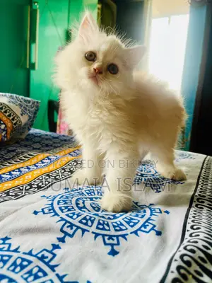 Traditional Persian Kitten