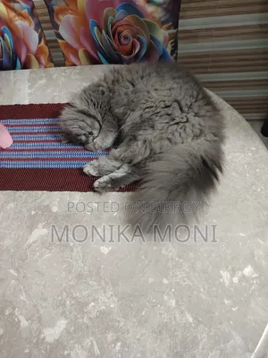 6-12 Months Male Purebred Persian