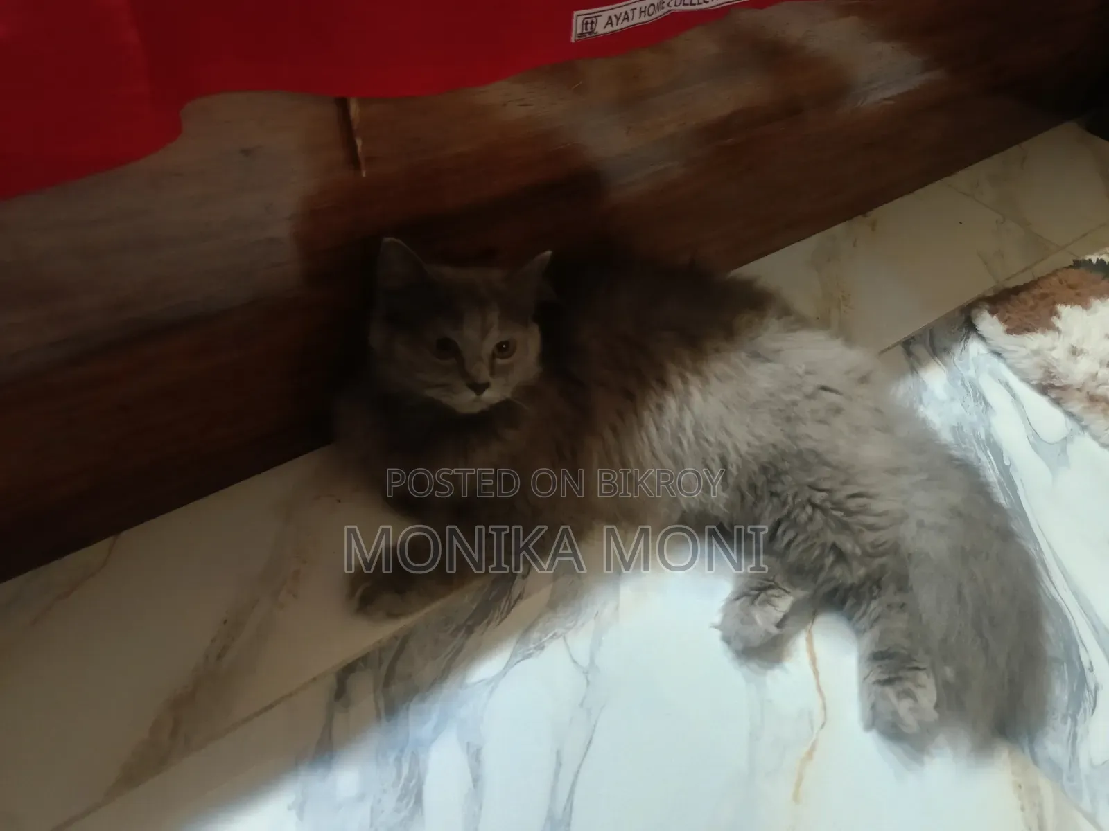 6-12 Months Male Purebred Persian
