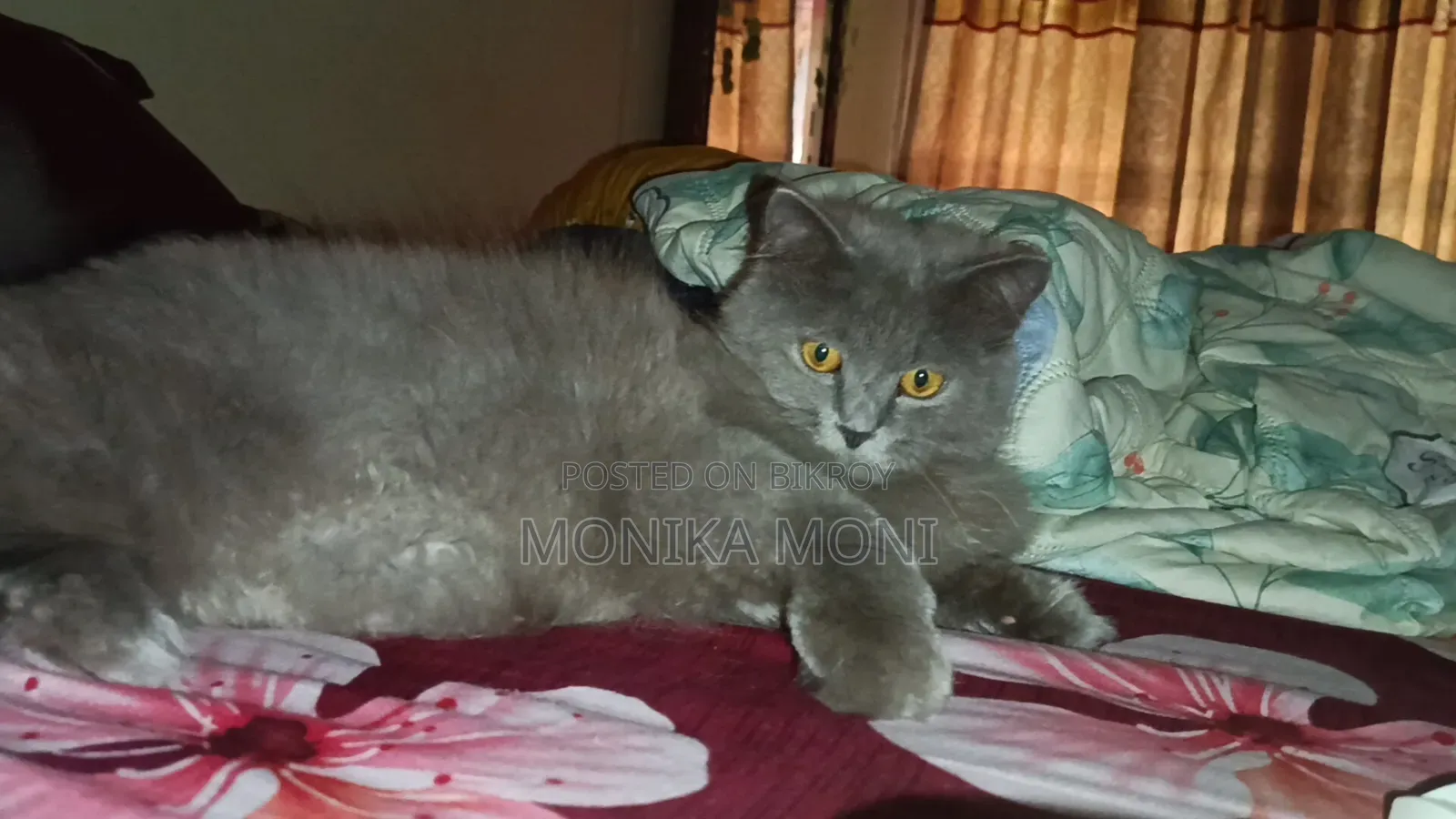 6-12 Months Male Purebred Persian