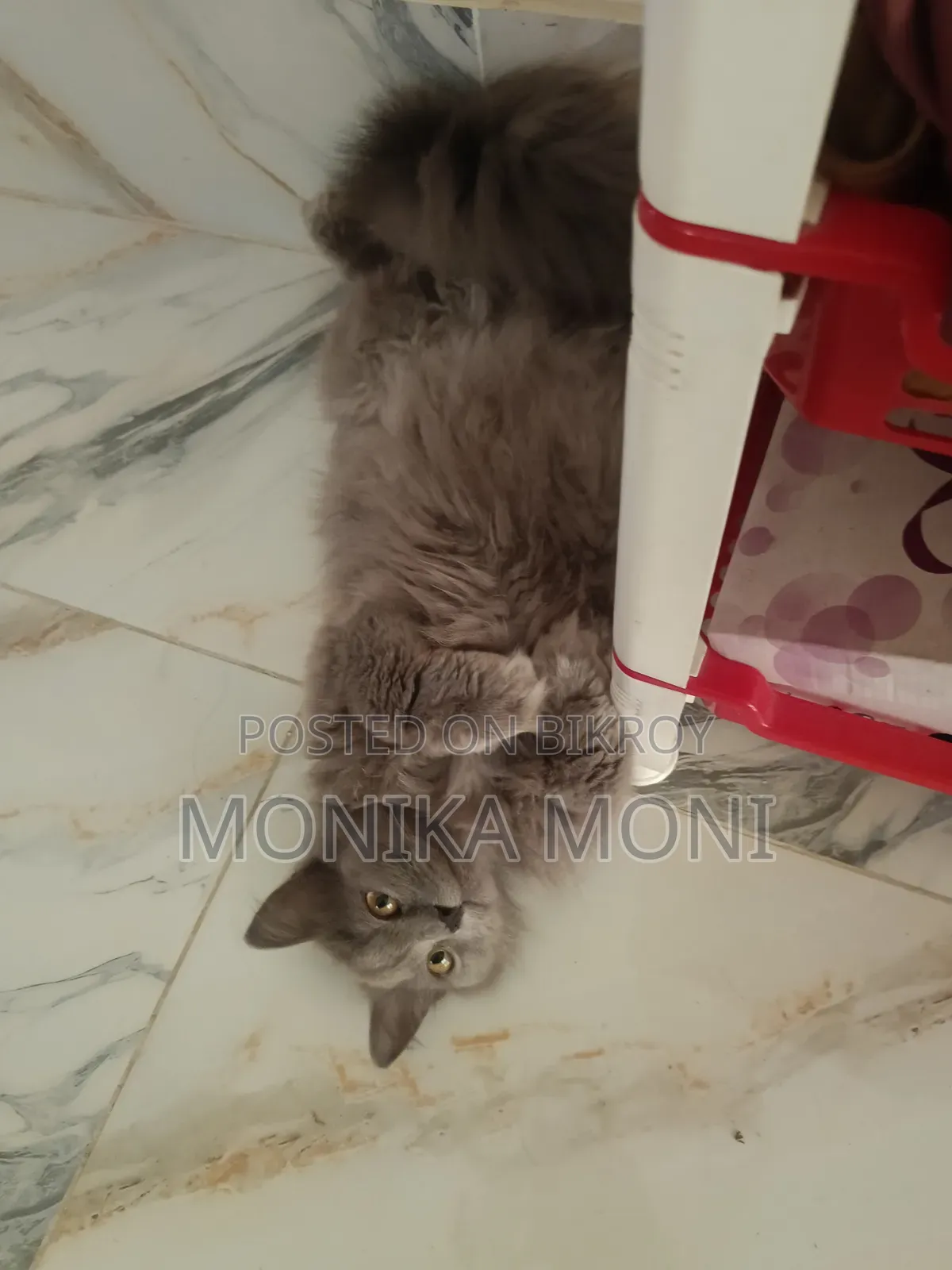 6-12 Months Male Purebred Persian