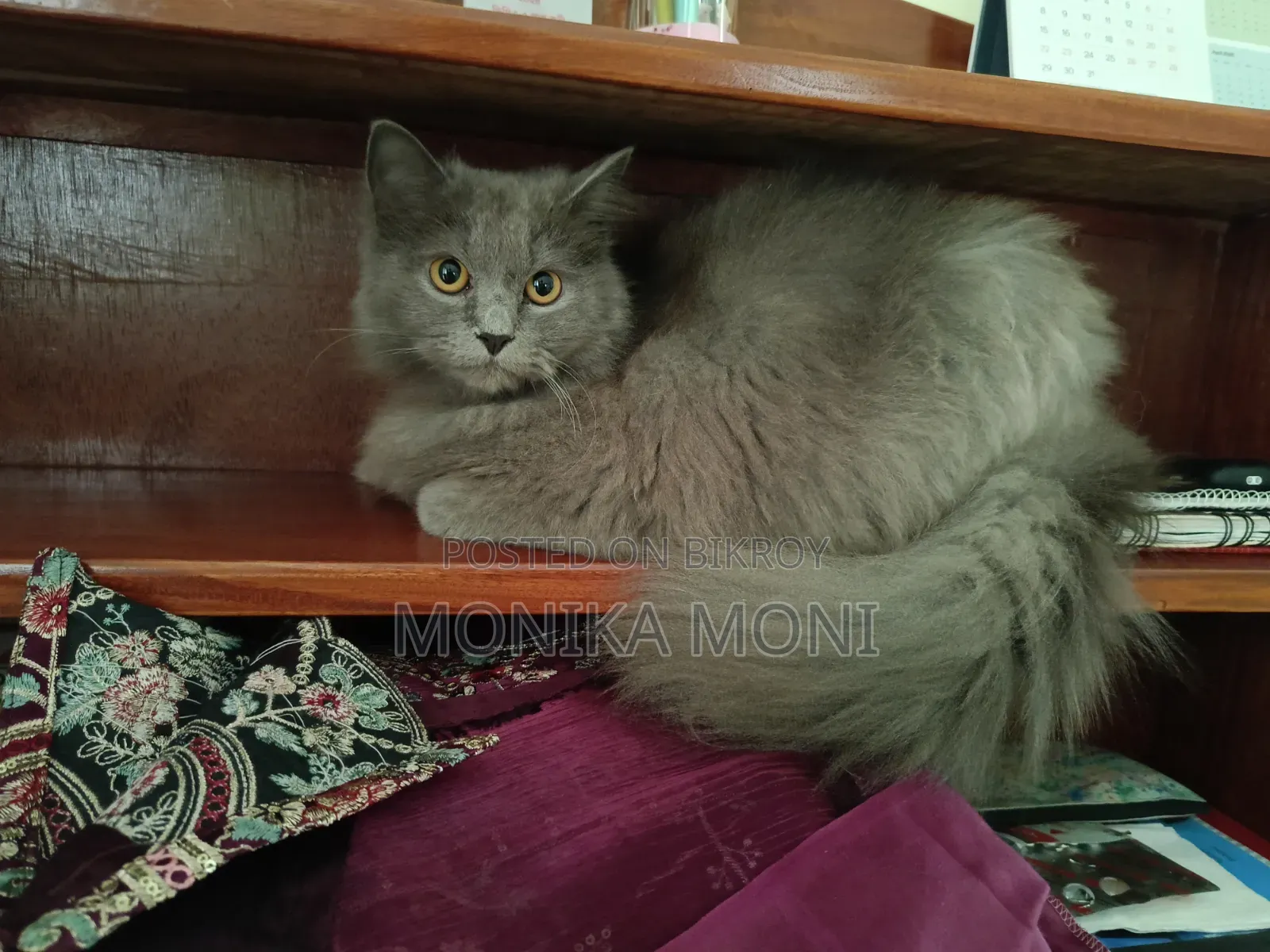 6-12 Months Male Purebred Persian