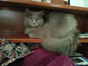 6-12 Months Male Purebred Persian