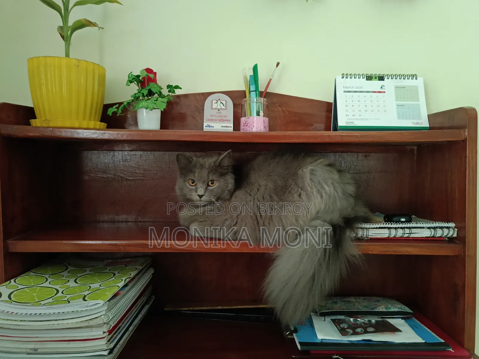 6-12 Months Male Purebred Persian