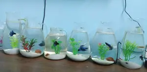 Fighter Fish Setup with Jars