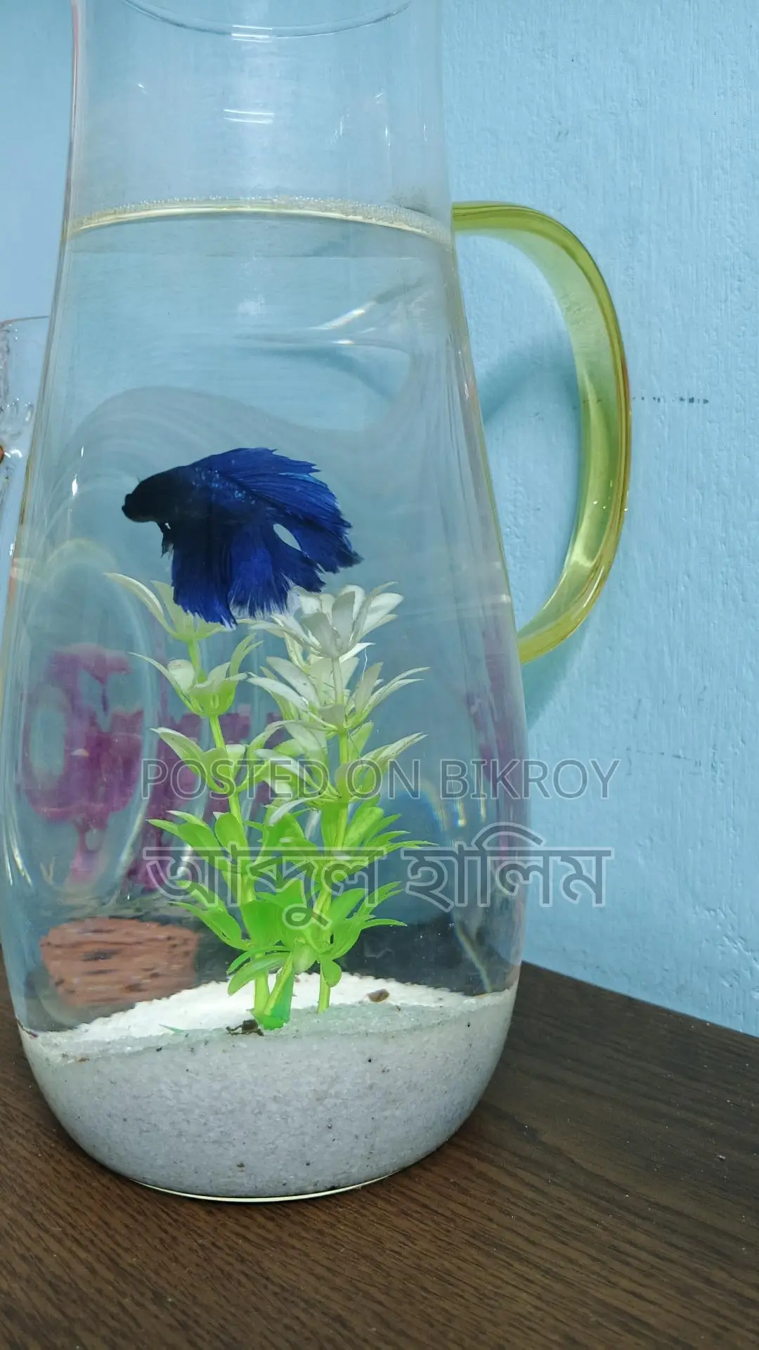 Fighter Fish Setup with Jars