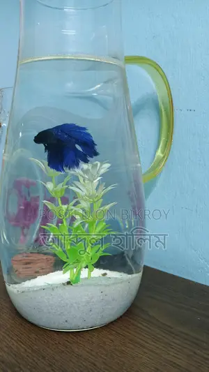 Fighter Fish Setup with Jars