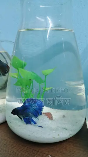 Fighter Fish Setup with Jars