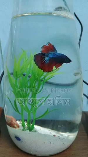 Fighter Fish Setup with Jars