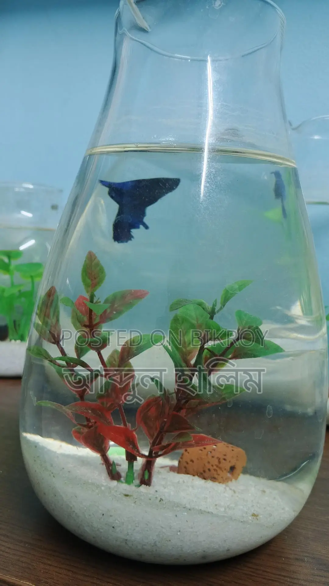 Fighter Fish Setup with Jars