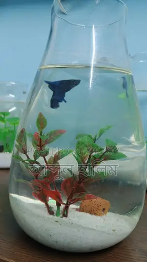 Fighter Fish Setup with Jars