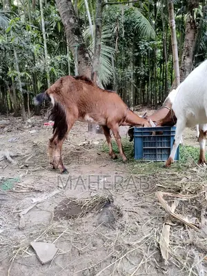 মা বাচ্চা সহ ছাগল