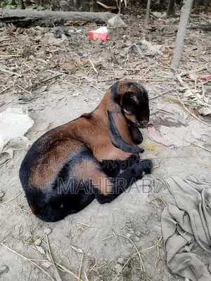 মা বাচ্চা সহ ছাগল