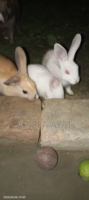 Rabbit Kits