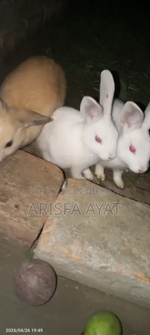 খরগোশের বাচ্চা