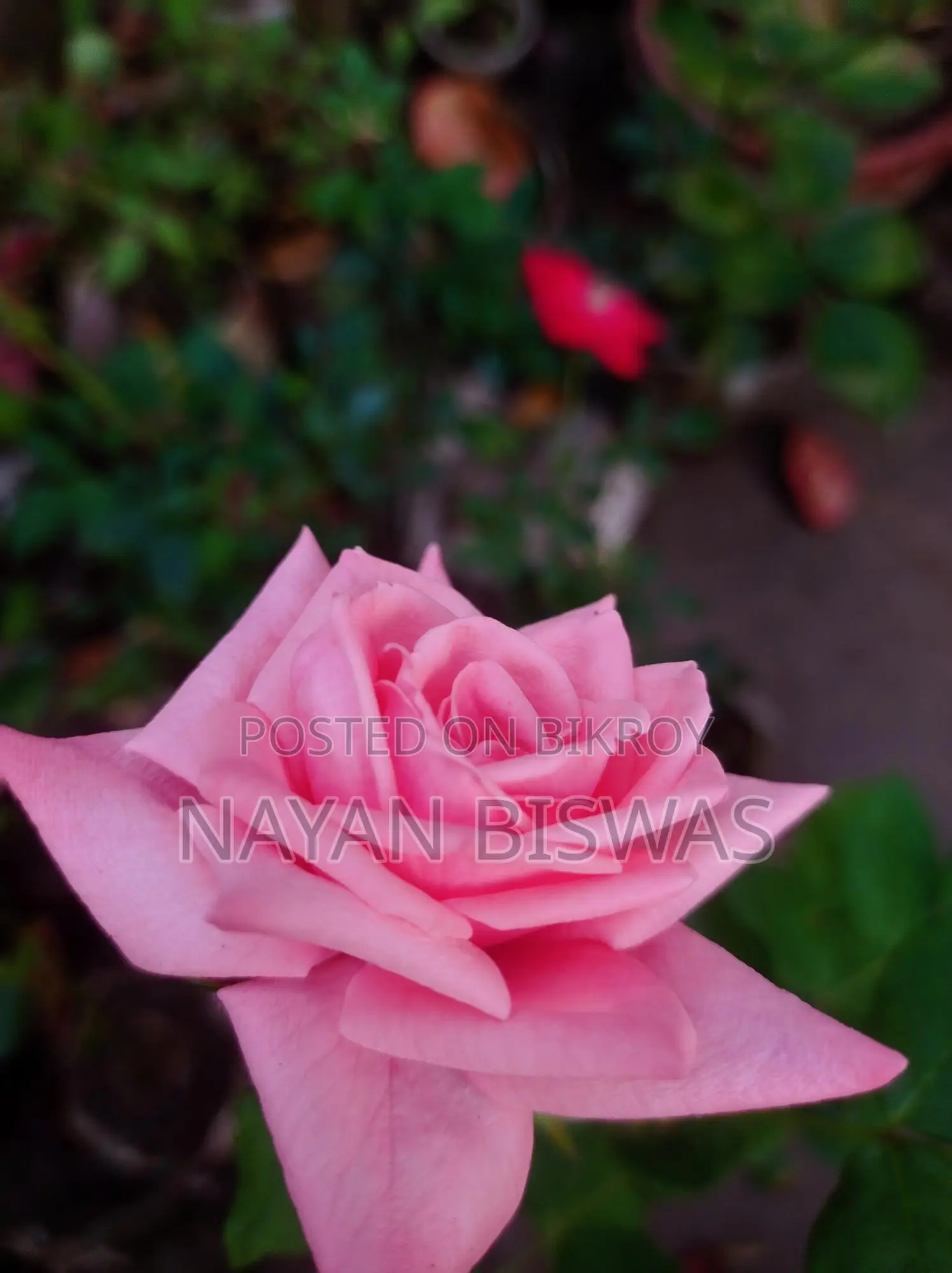 Carenza Rose