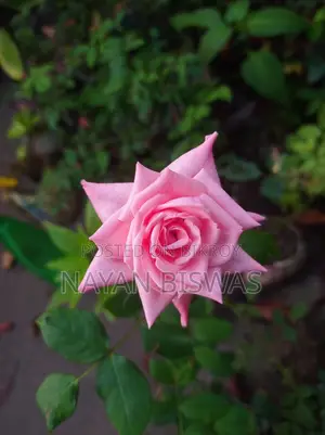Carenza Rose