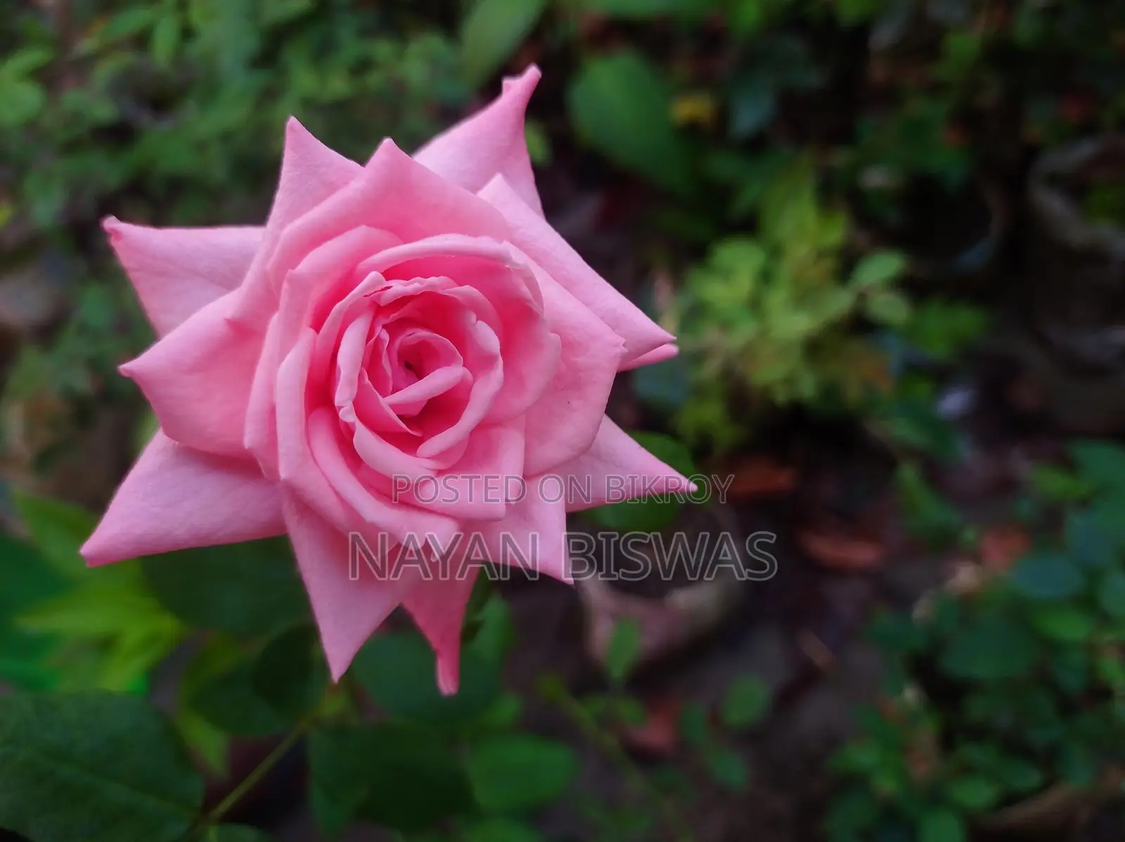 Carenza Rose