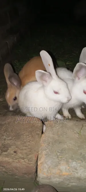 Rabbit Kits