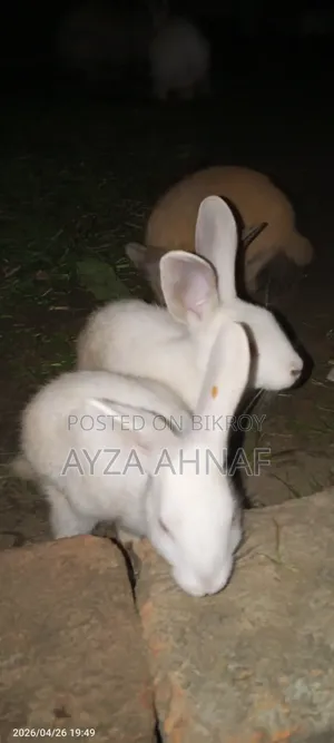 Rabbit Kits