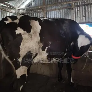 Healthy Pregnant Cow for Sale—Best Opportunity!