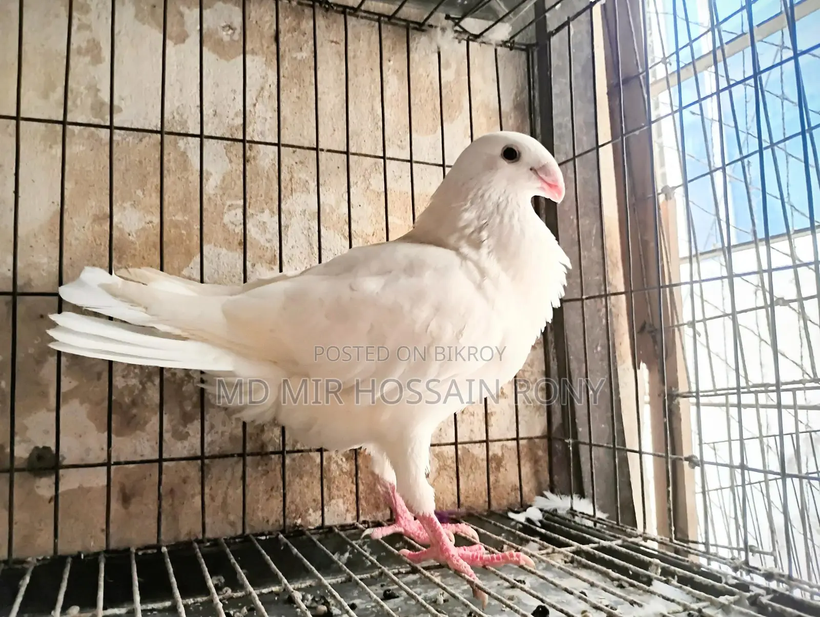 Kobutor কবুতর