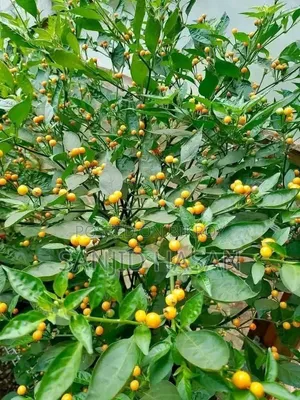 Charapita Chili