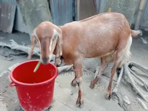 Goat for Sale