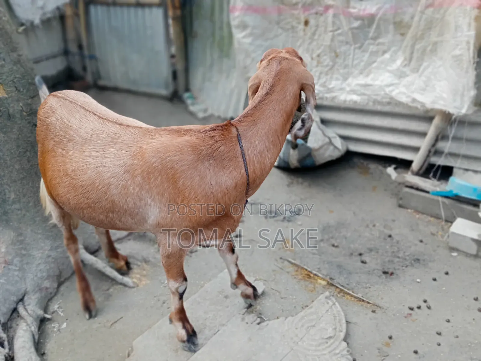 Goat for Sale