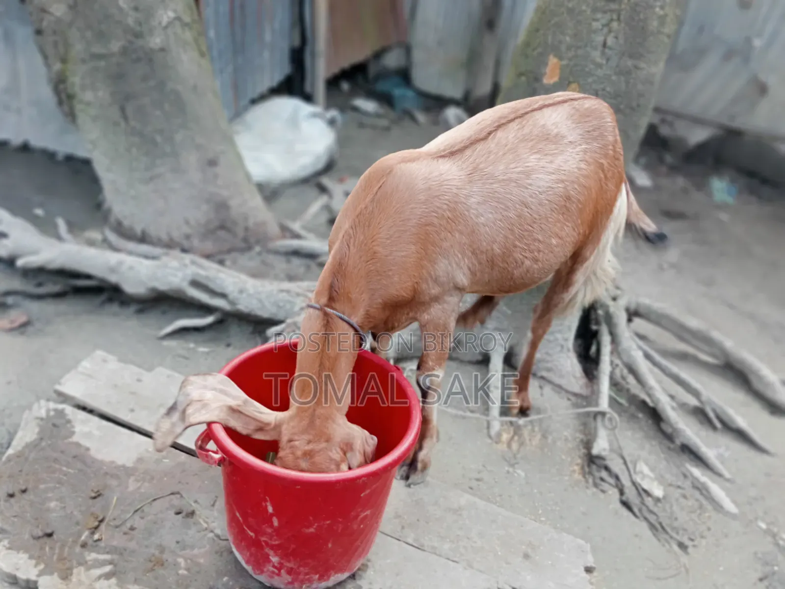 Goat for Sale