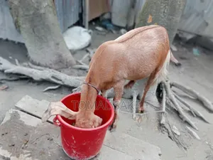Goat for Sale