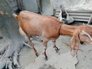 Goat for Sale