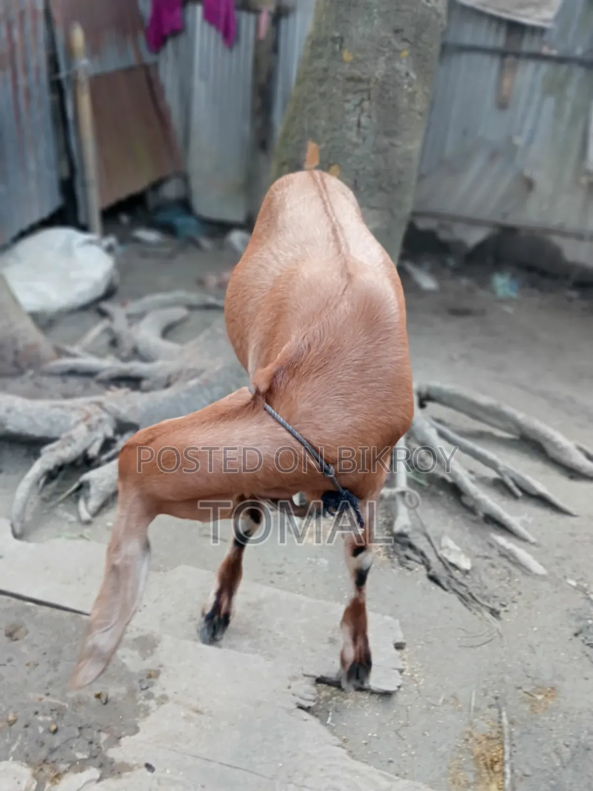Goat for Sale