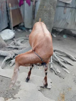Goat for Sale