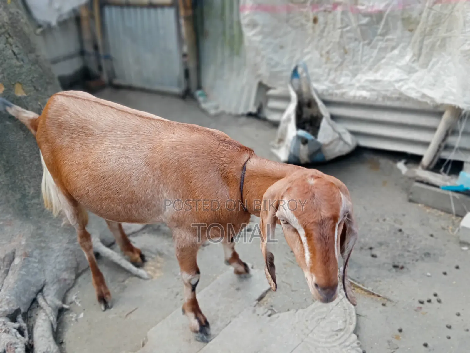 Goat for Sale