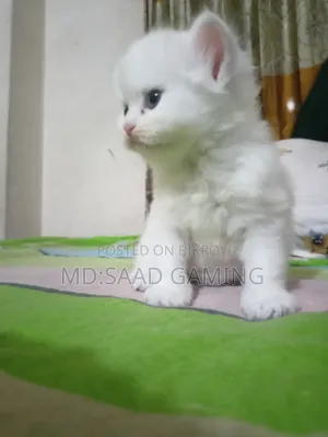 0-1 Month Female Purebred Persian