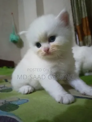 0-1 Month Female Purebred Persian