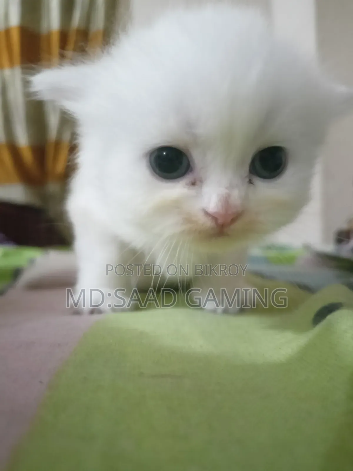 0-1 Month Female Purebred Persian
