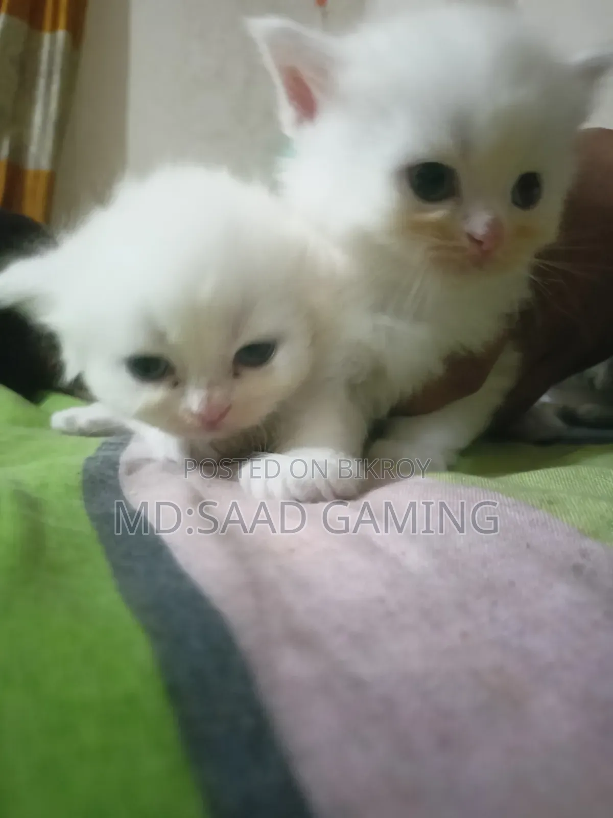0-1 Month Female Purebred Persian