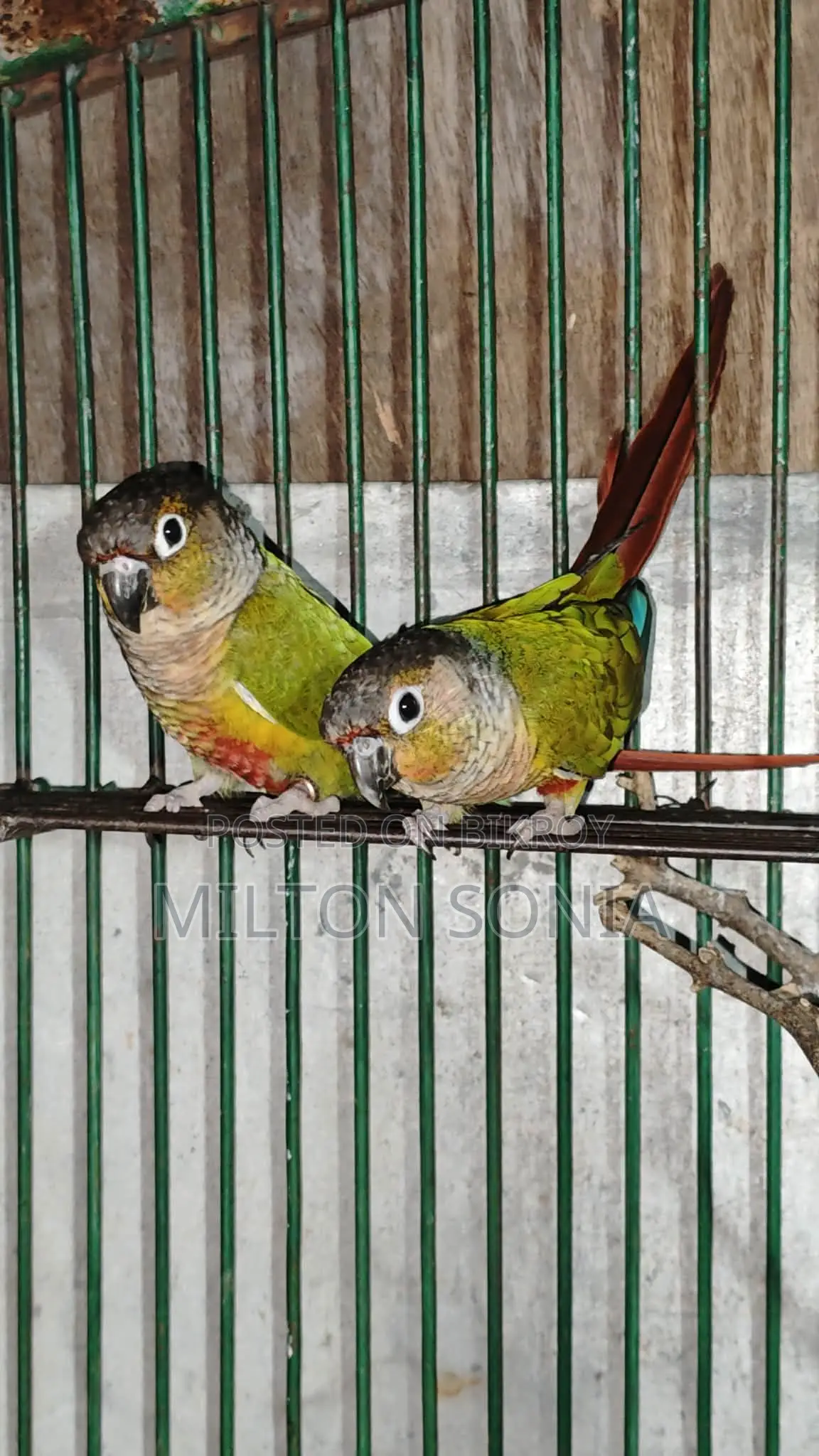 গ্রিন চেক কনুর