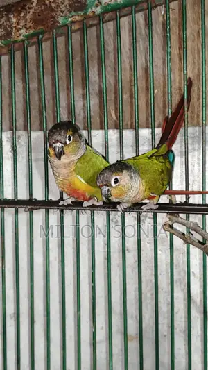 গ্রিন চেক কনুর