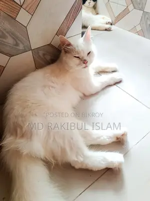 1+ Year Old Female Purebred Persian Cat