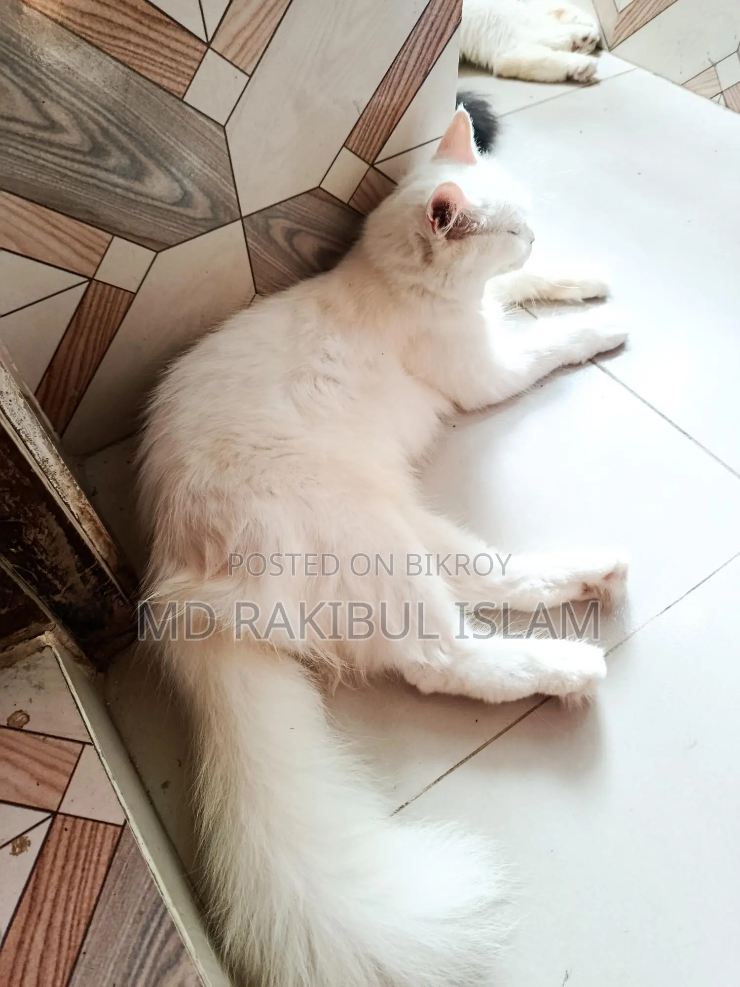 1+ Year Old Female Purebred Persian Cat