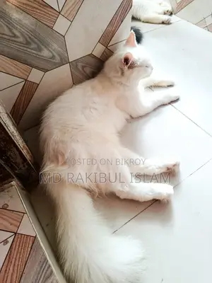 1+ Year Old Female Purebred Persian Cat