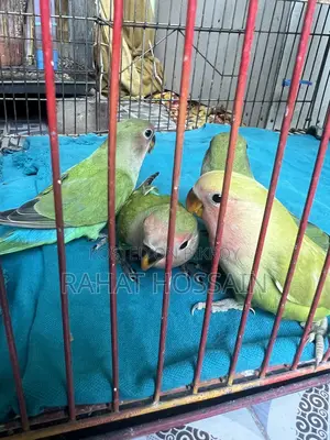 Love Bird