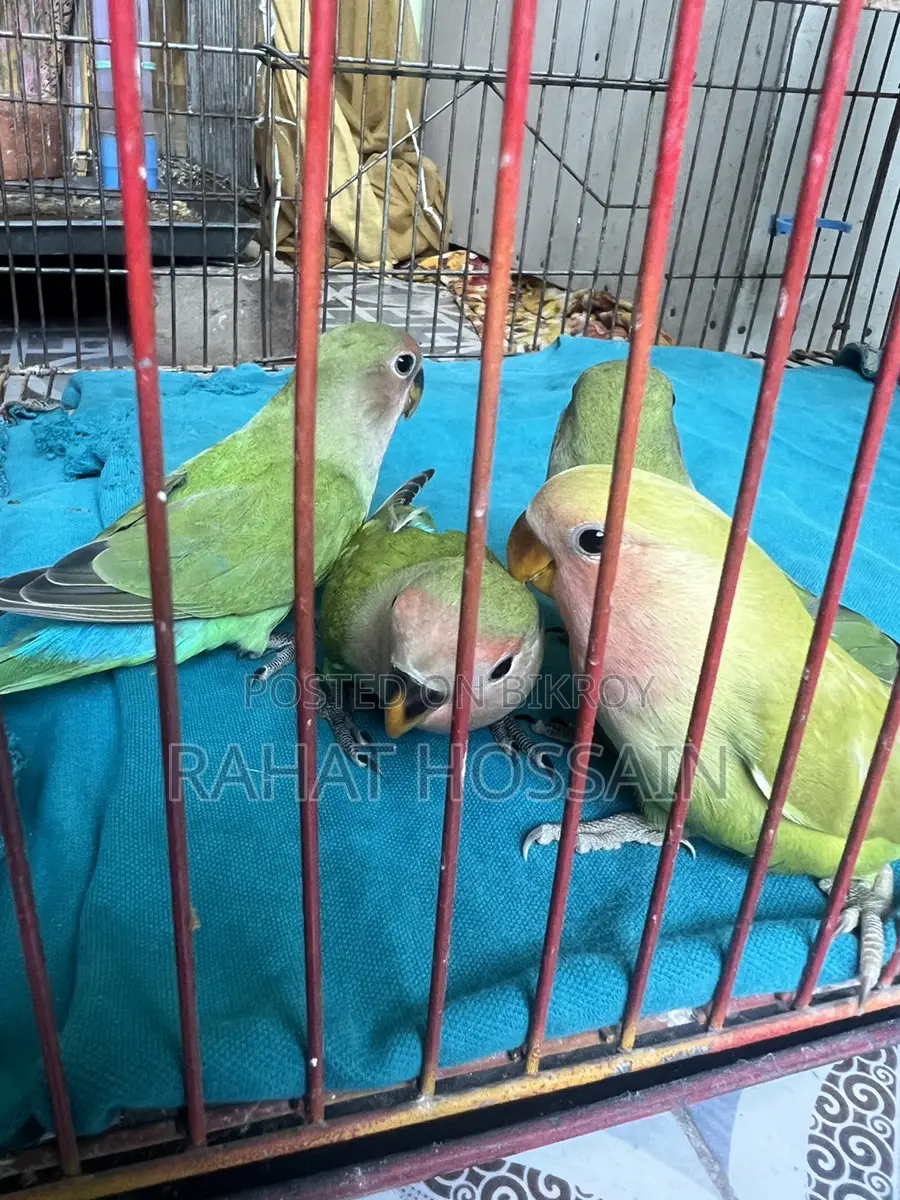Love Bird
